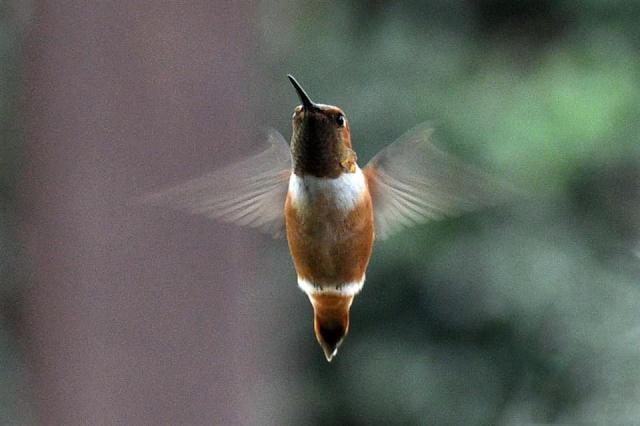 Rufous Hummingbird 