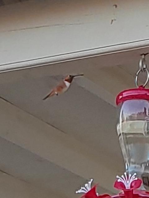 Rufous Hummingbird 