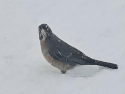 American Robin in Maine