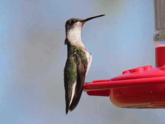 Ruby-throated Hummingbird