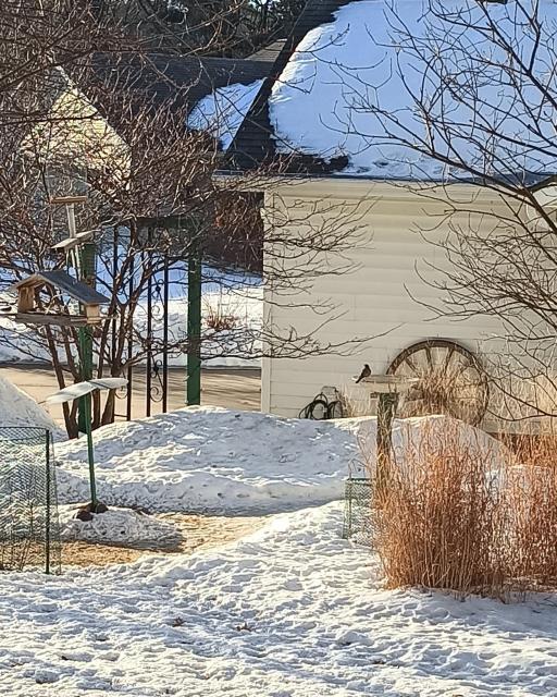 American Robin in snow