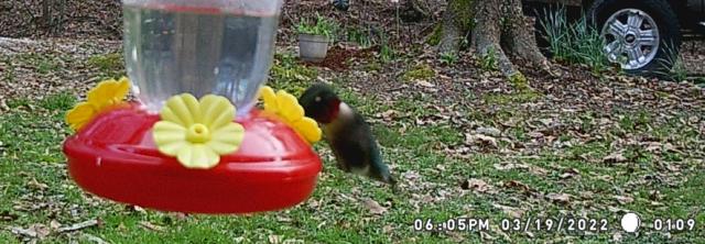 Ruby-throated Hummingbird 