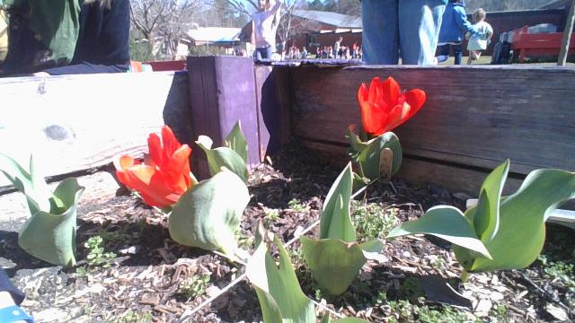 Tulips blooming in Georgia