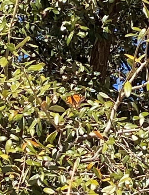 Monarch in Arizona