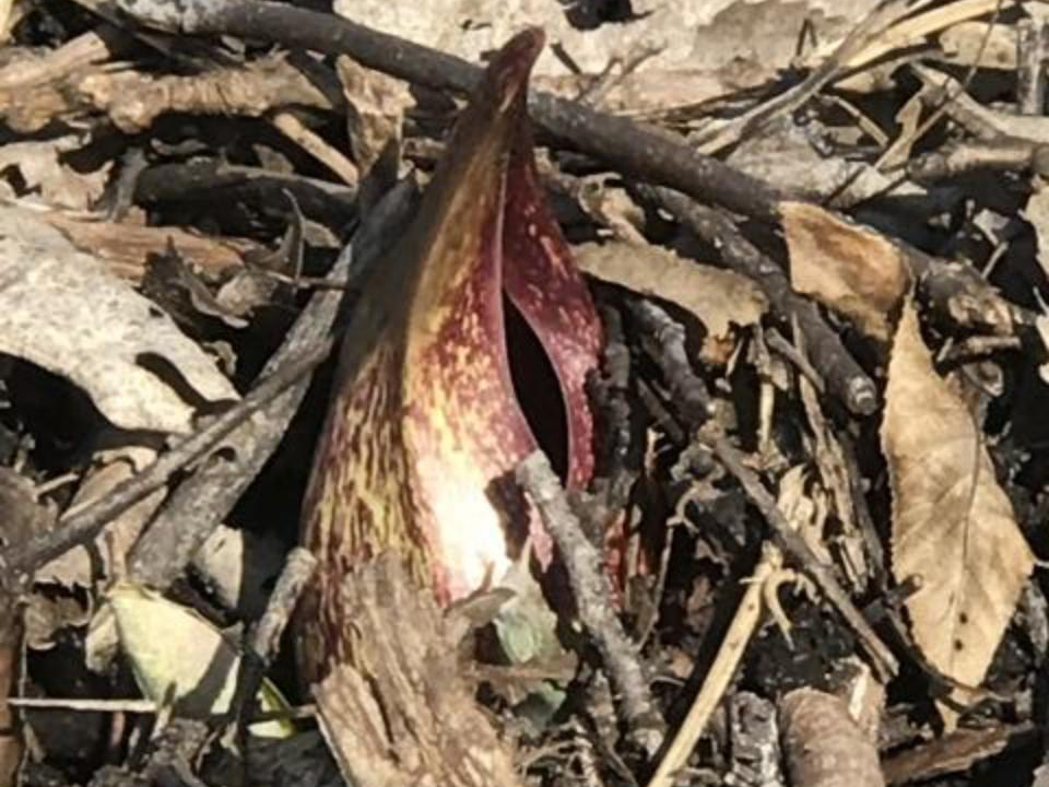 Skunk cabbage