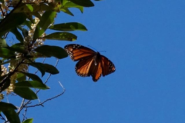 Monarch butterfly in Texas