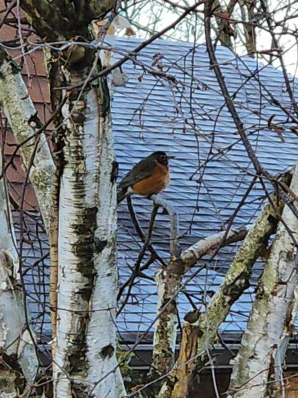 American Robin