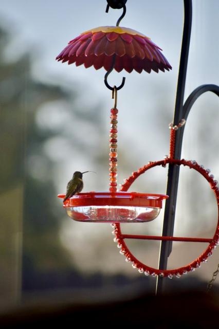 Black-chinned Hummingbird