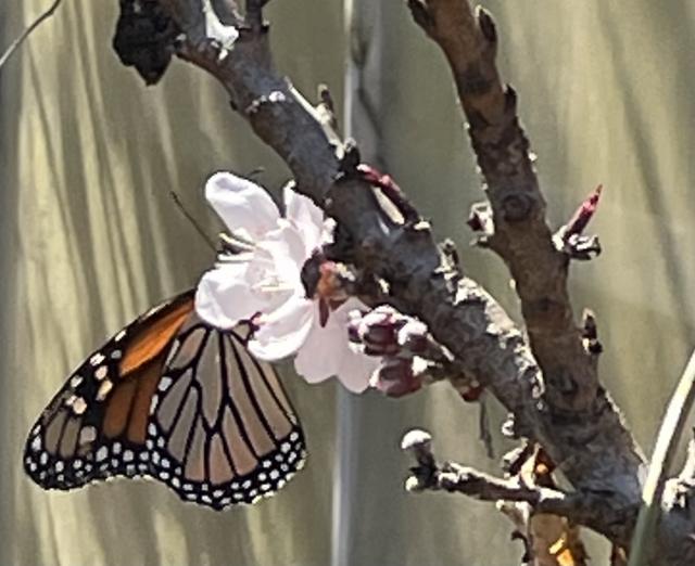 Monarch butterfly in Arkansas