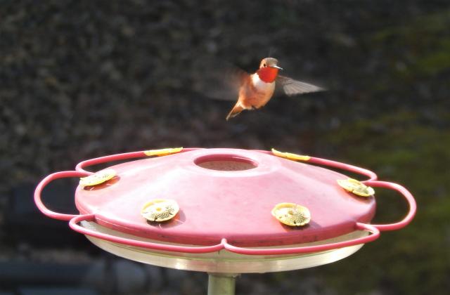 Rufous Hummingbird 