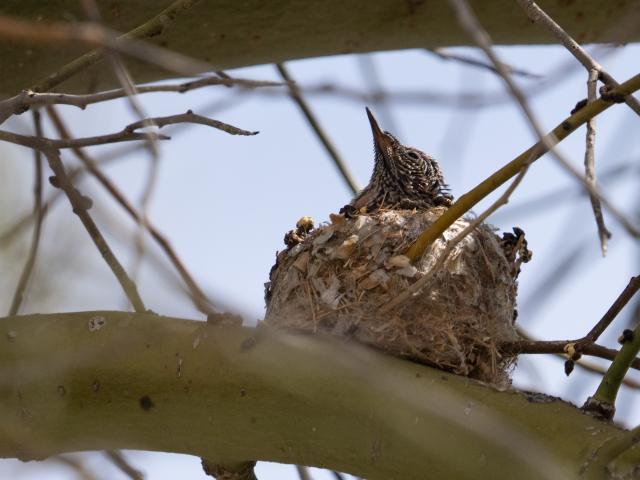 Baby Anna's Hummingbird