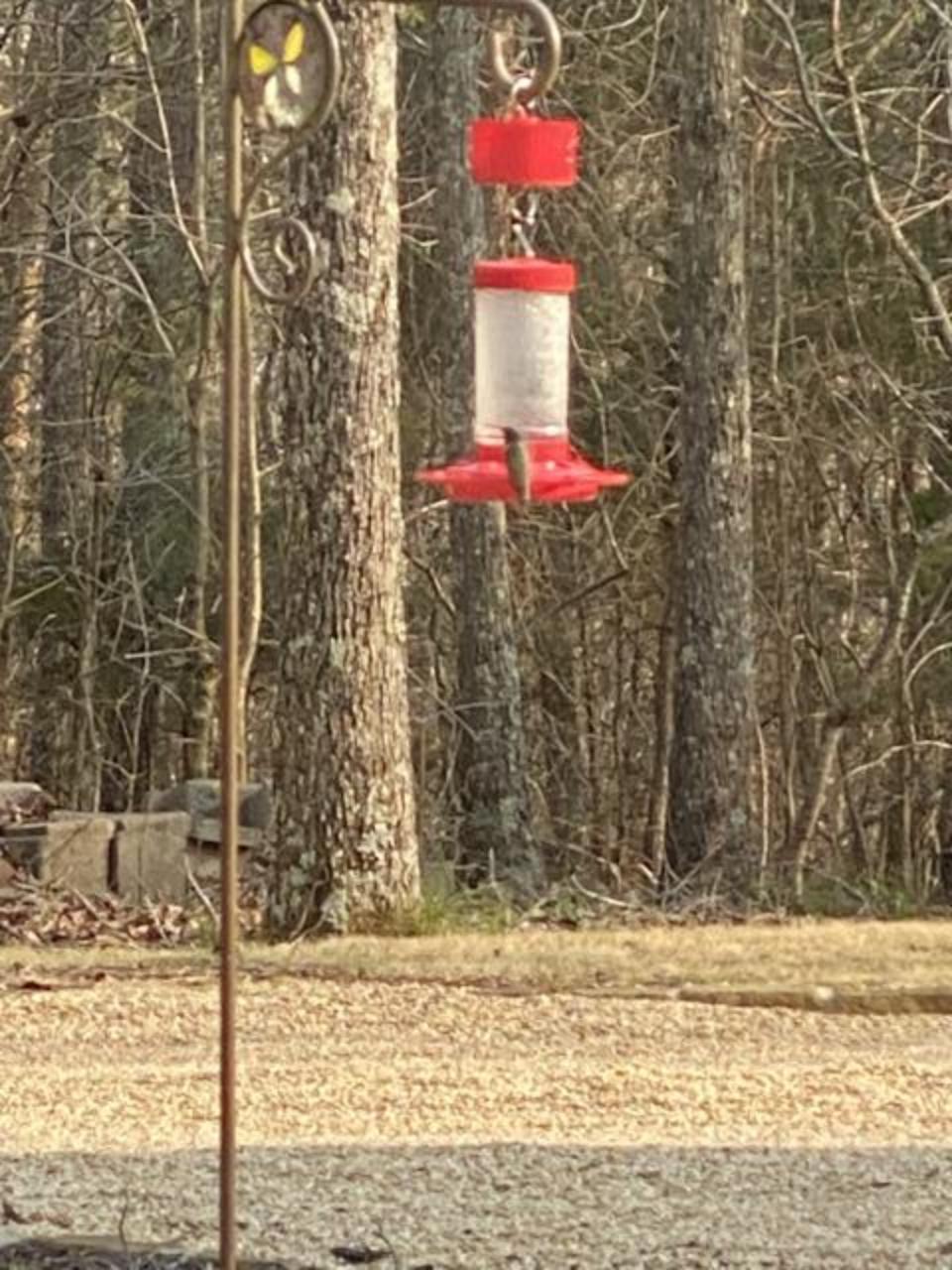 Ruby-throated Hummingbird