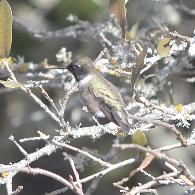 Black-chinned Hummingbird