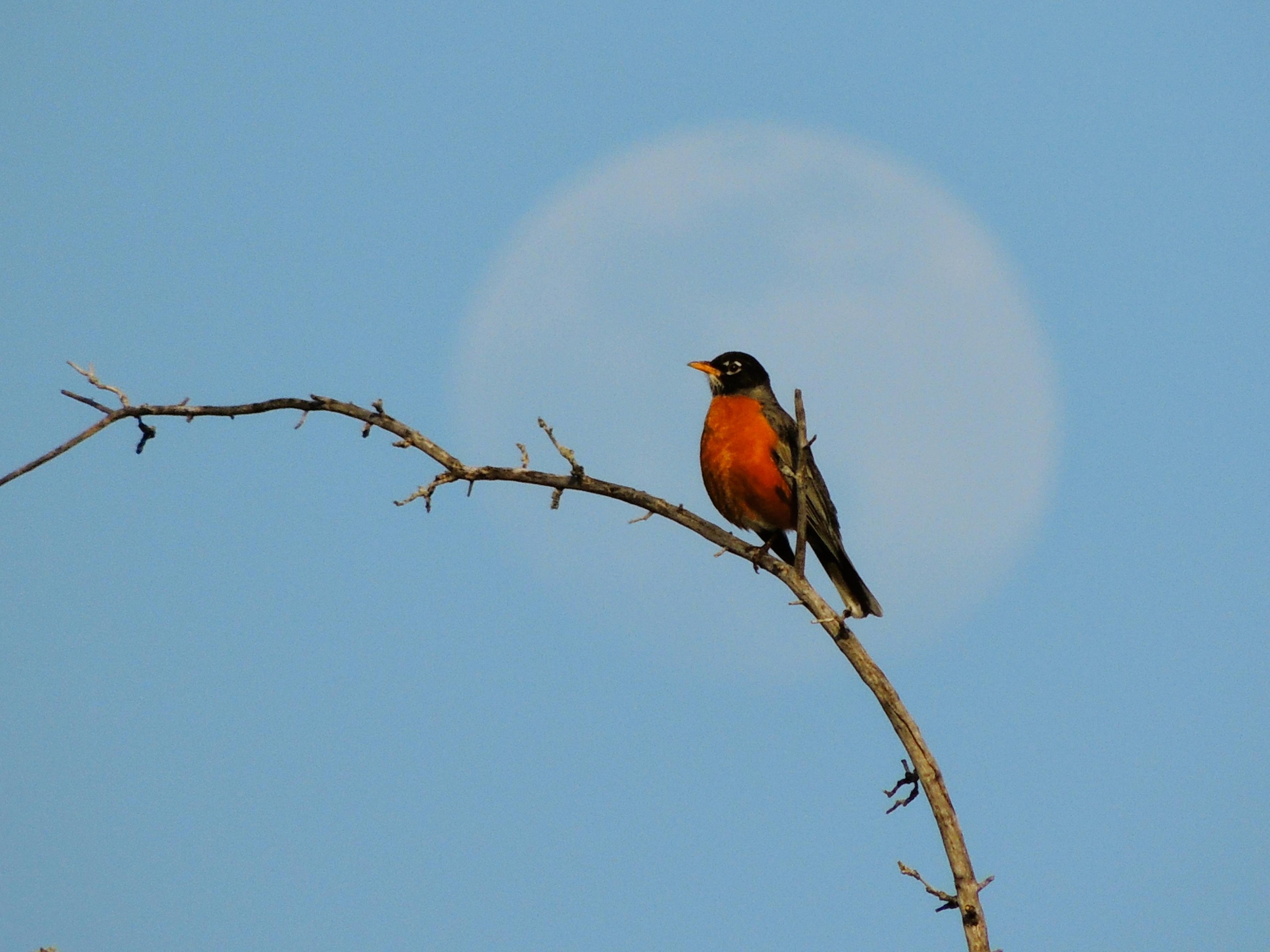 American Robin on branch in Michigan