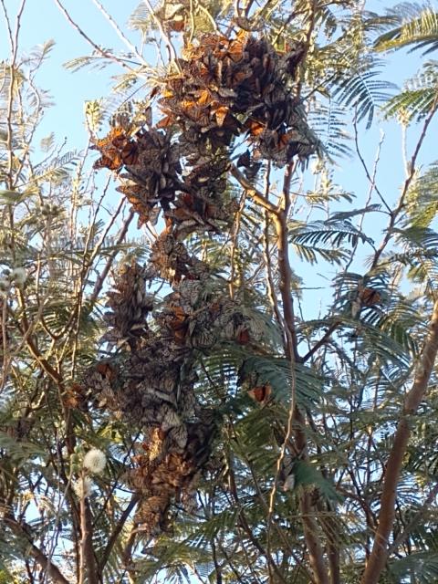 Clusters of monarchs in Mexico