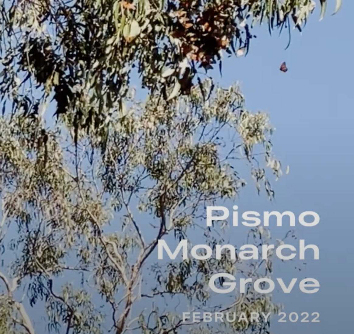 Pismo Monarch Grove 