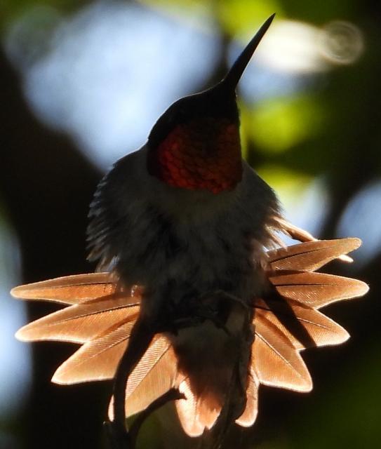 Ruby-throated Hummingbird