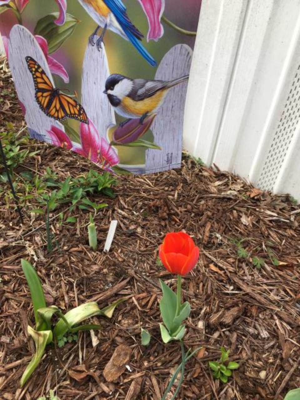Blooming tulip 