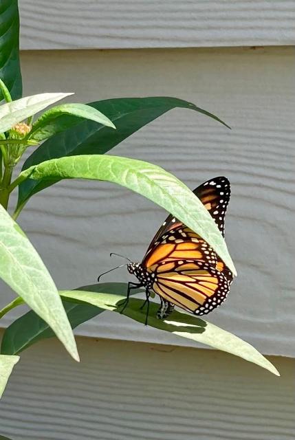 Monarch laying eggs in South Carolina