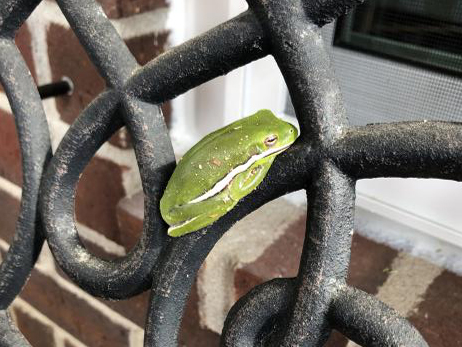 Green tree frog