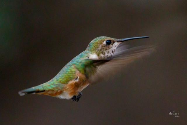 Rufous Hummingbird 