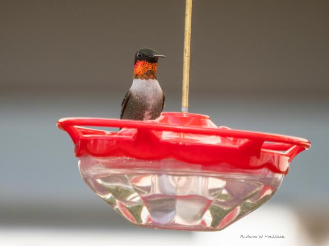 Ruby-throated Hummingbird