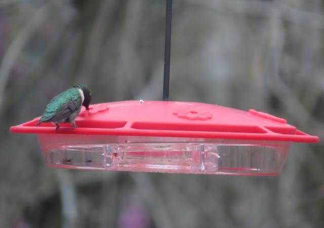 Ruby-throated Hummingbird