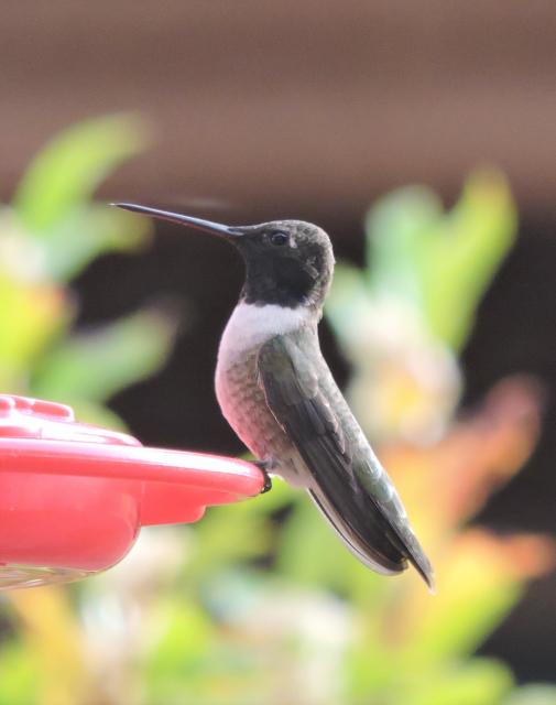 Black-chinned Hummingbird