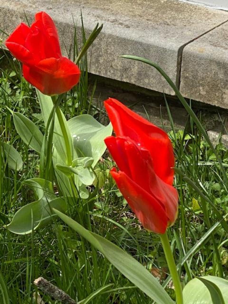 Blooming tulips in New Jersey