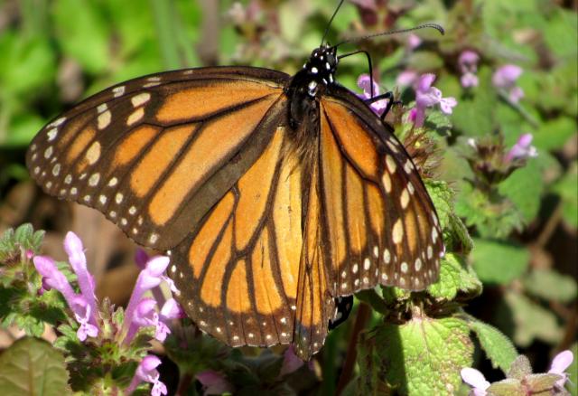 Monarch butterfly in Oklahoma