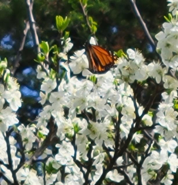 Monarch in Kansas