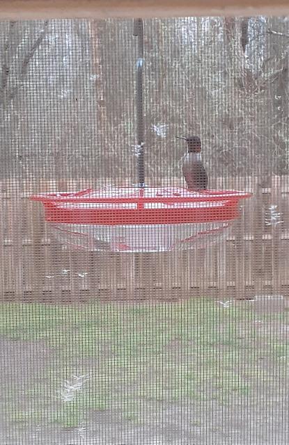 Ruby-throated Hummingbird