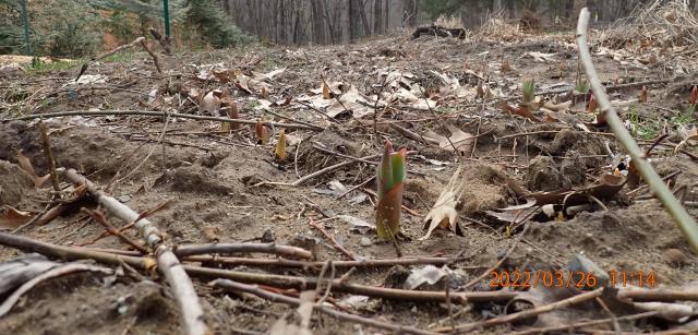 Tulips emerging in New York State