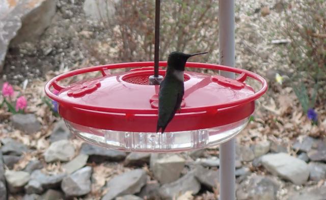 Ruby-throated Hummingbird