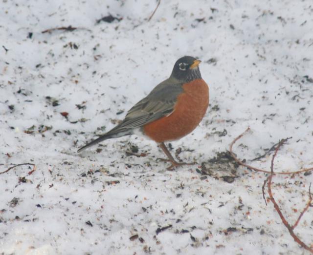 American Robin 