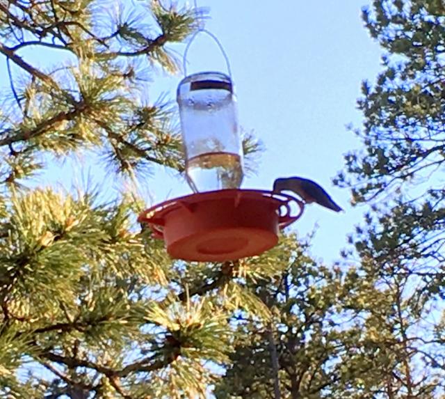 Broad-tailed Hummingbird 