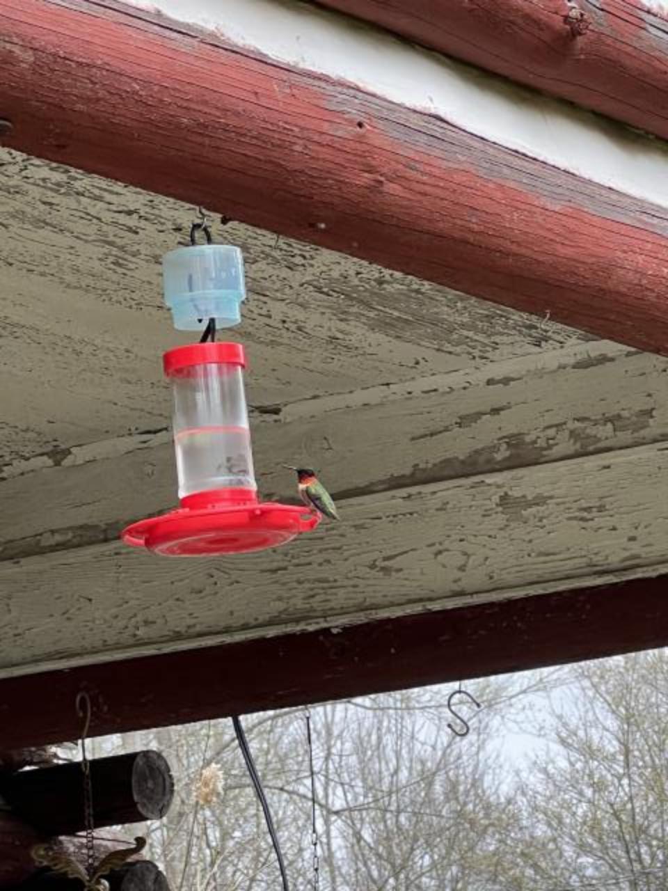 Ruby-throated Hummingbird