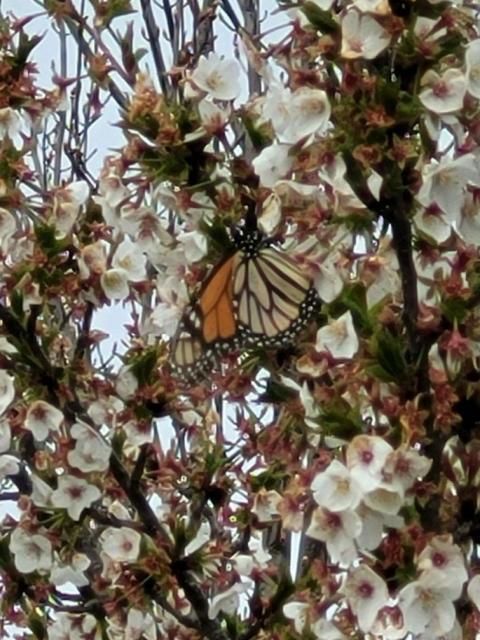 Monarch nectaring on cherry tree blossoms