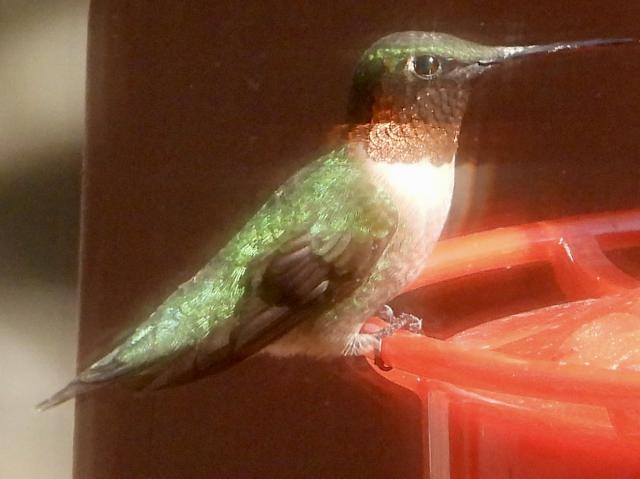 Ruby-throated Hummingbird