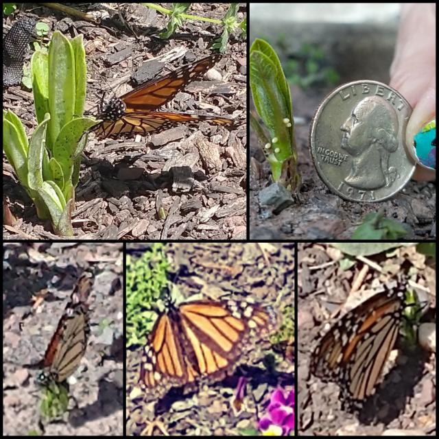 Monarch in Pennsylvania