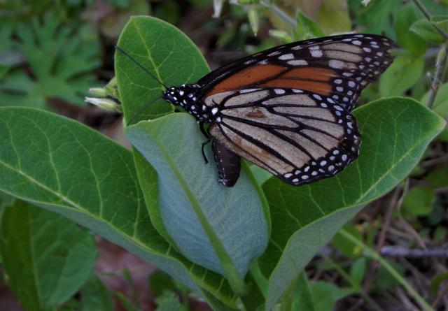 Monarch laying eggs 