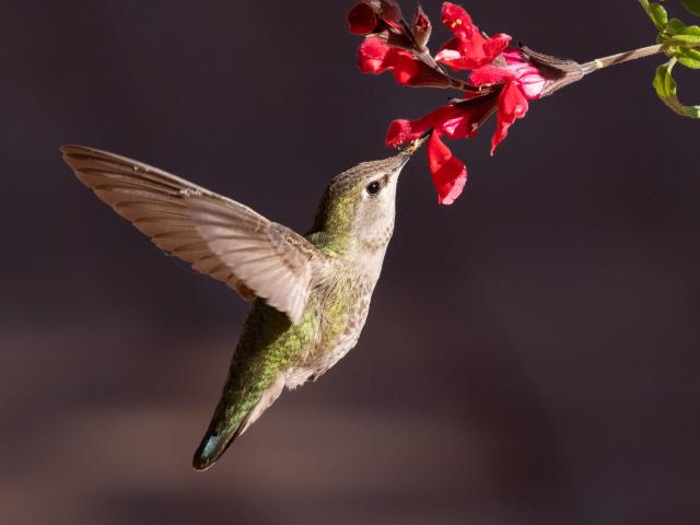 female Costa's Hummingbird