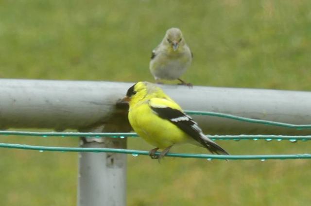 American Goldfinches