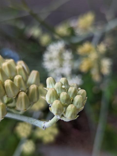 eggs on desert milkweed