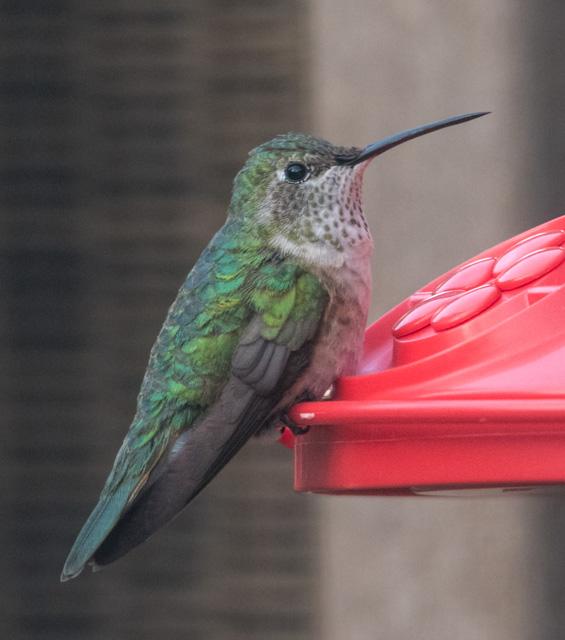 Broad-tailed Hummingbird 