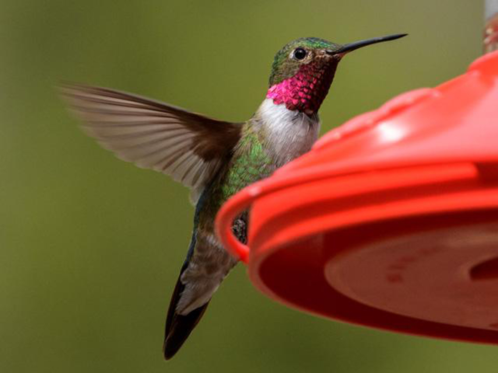 ruby throated hummingbird migration