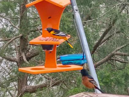 Baltimore and Orchard Oriole