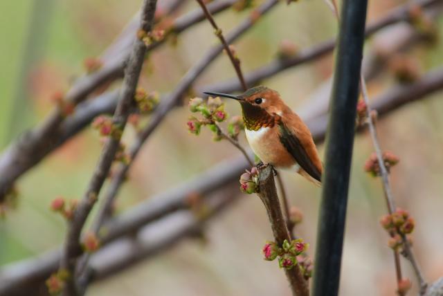 Rufous Hummingbird 