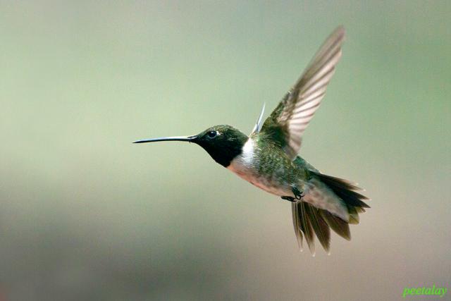 Black-chinned Hummingbird