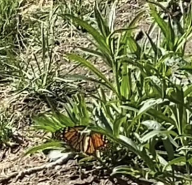 Monarch in Nevada 